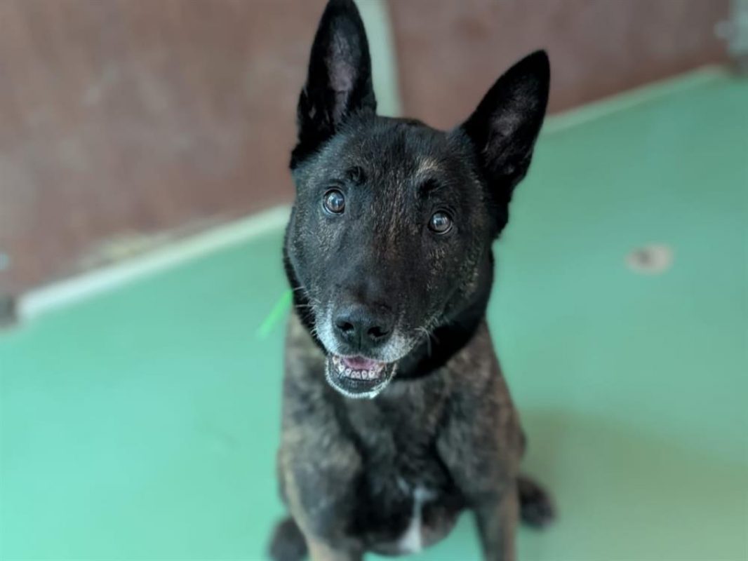 Pablo - Chien Berger Hollandais à adopter - photo 8