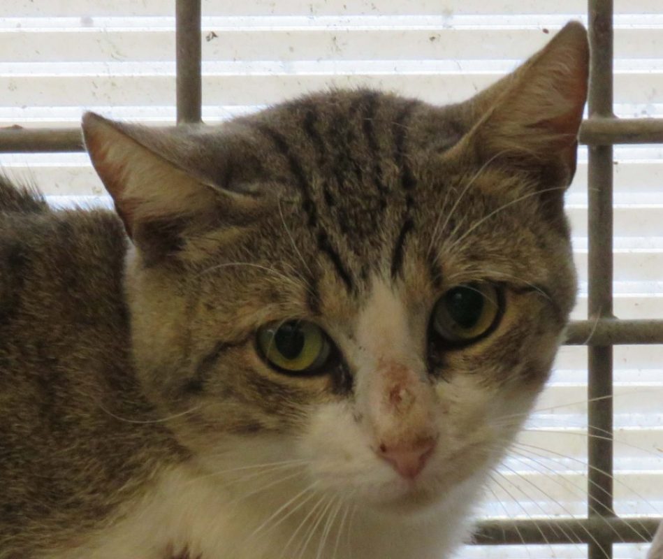 Sully - Chat Européen à adopter