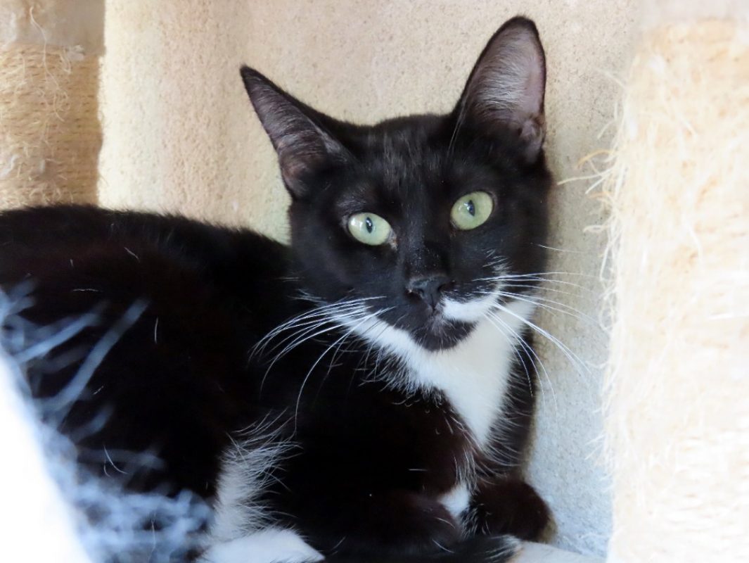 Fleur - Chat Européen à adopter