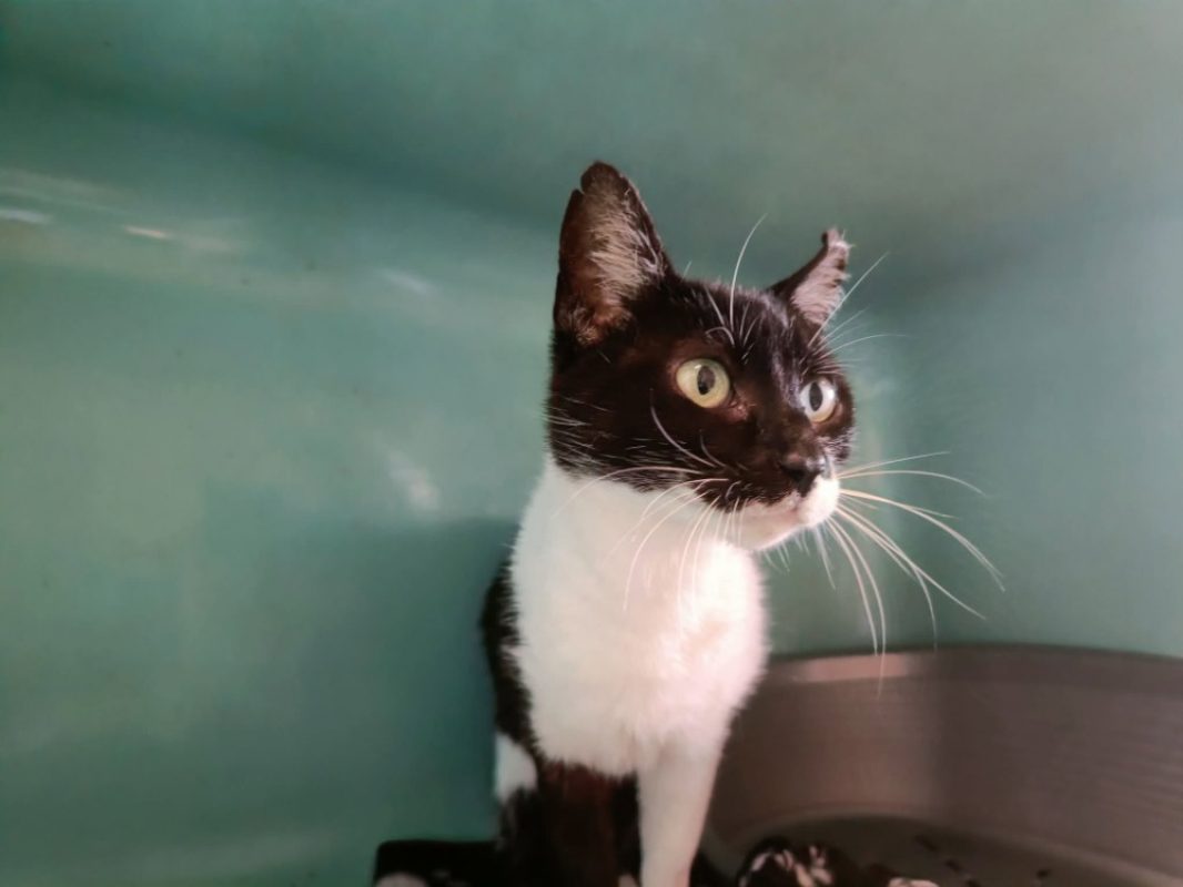 Caracas - Chat Européen à adopter