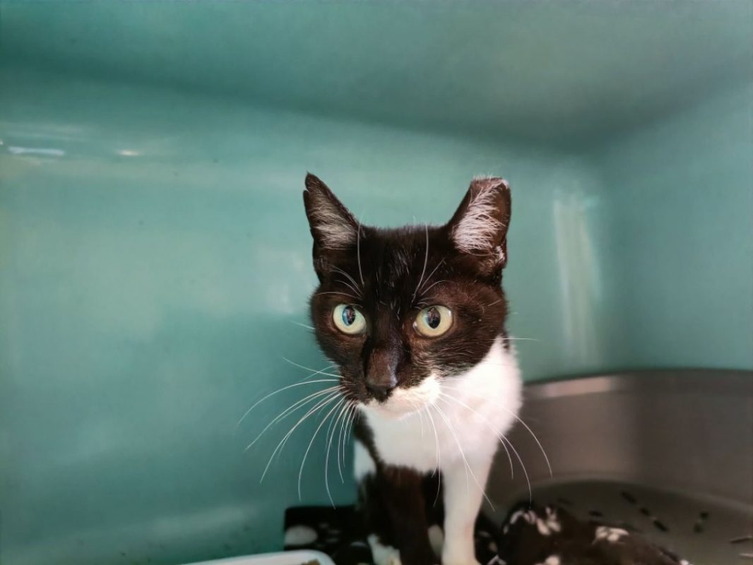 Caracas - Chat Européen à adopter - photo 2