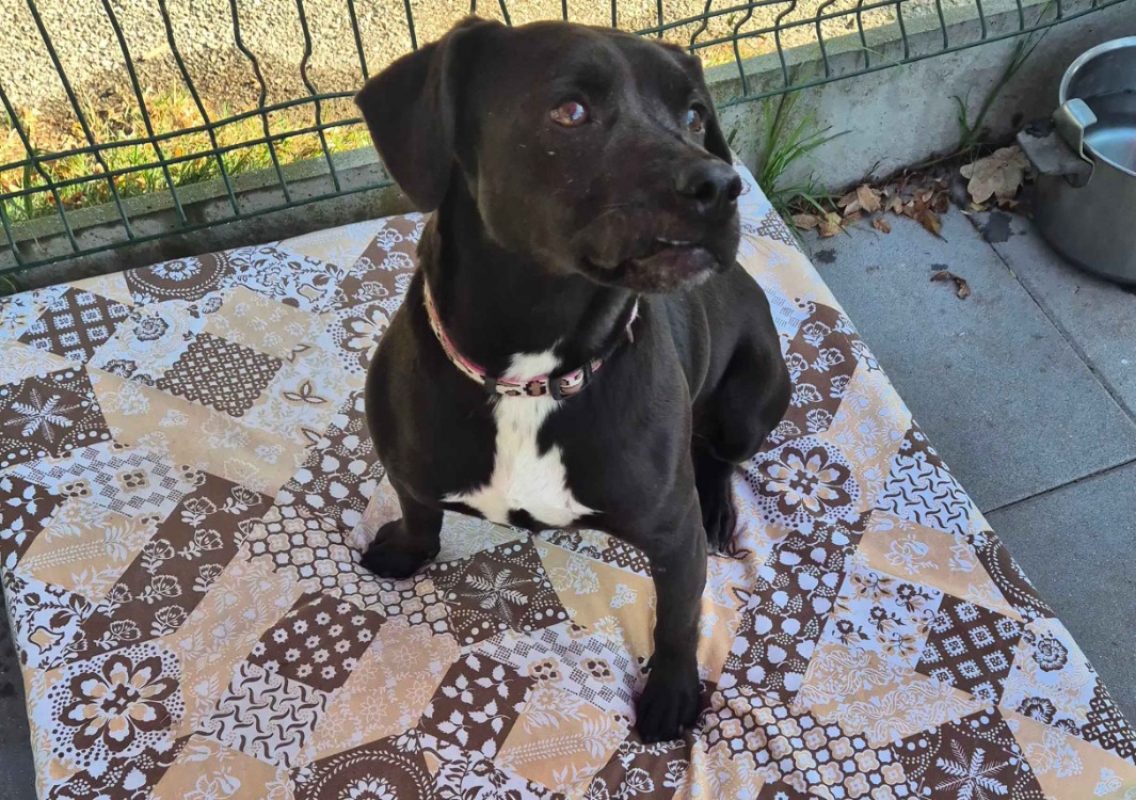 Marcus - Chien à adopter