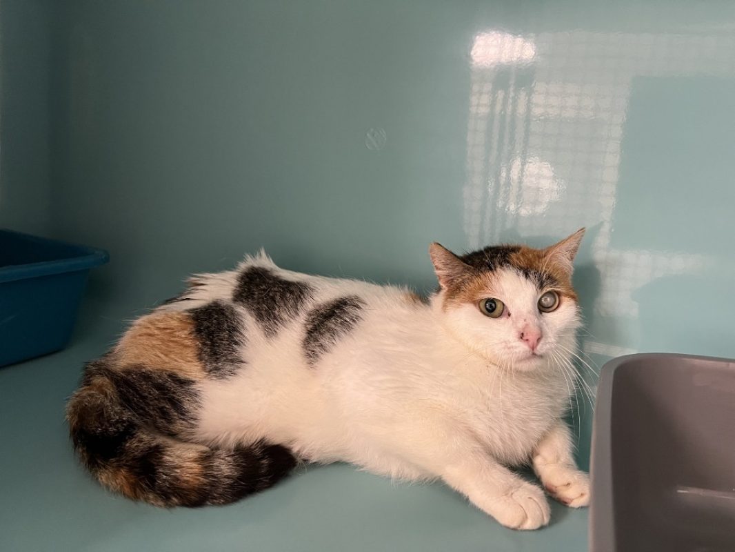 Candy - Chat Européen à adopter