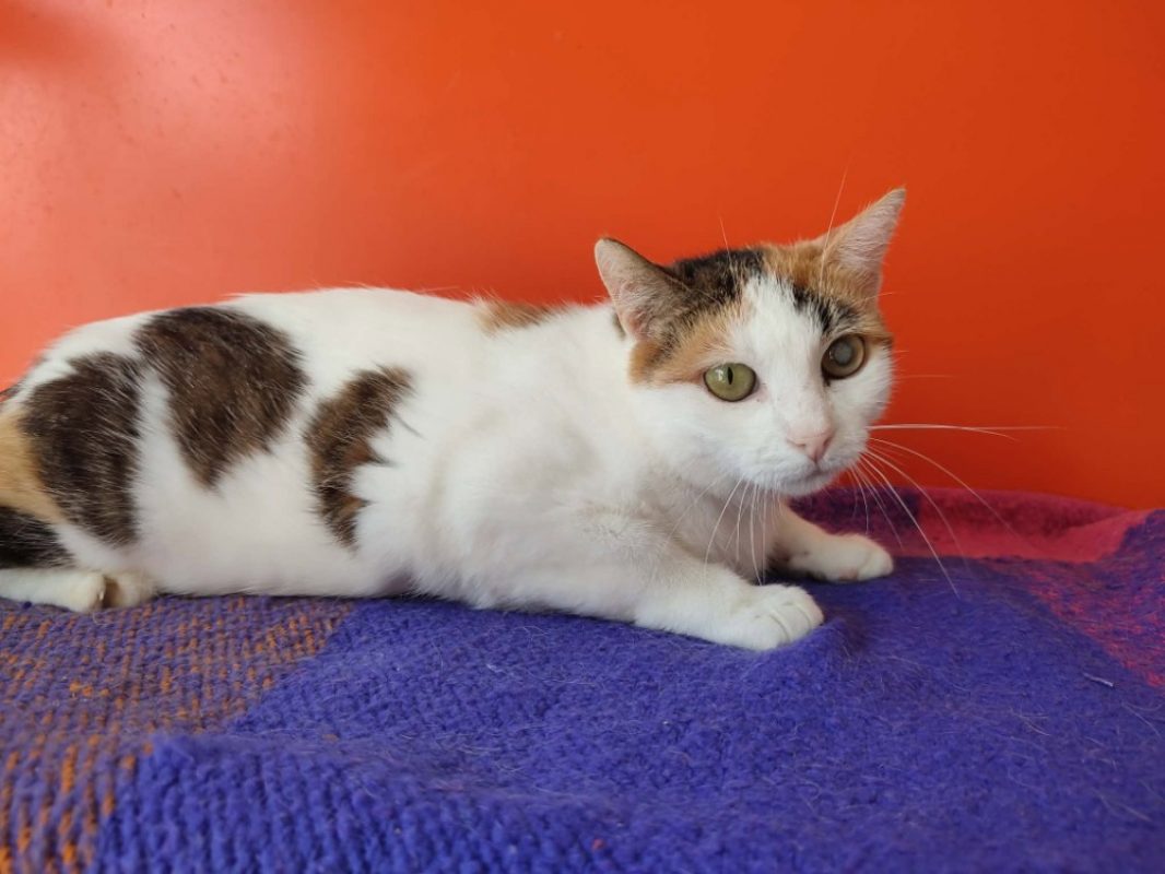 Candy - Chat Européen à adopter