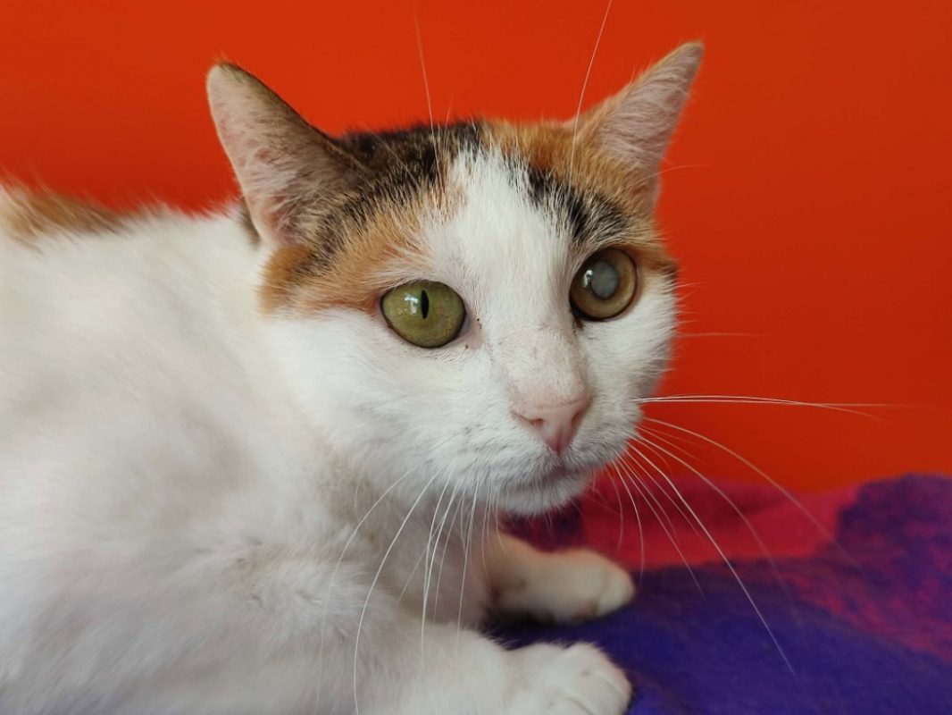 Candy - Chat Européen à adopter - photo 2