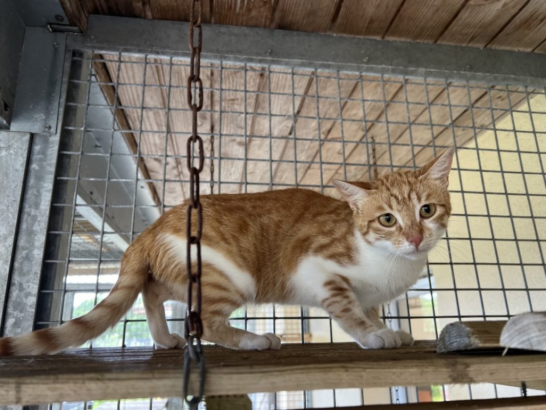 Atticus - Chat Européen à adopter