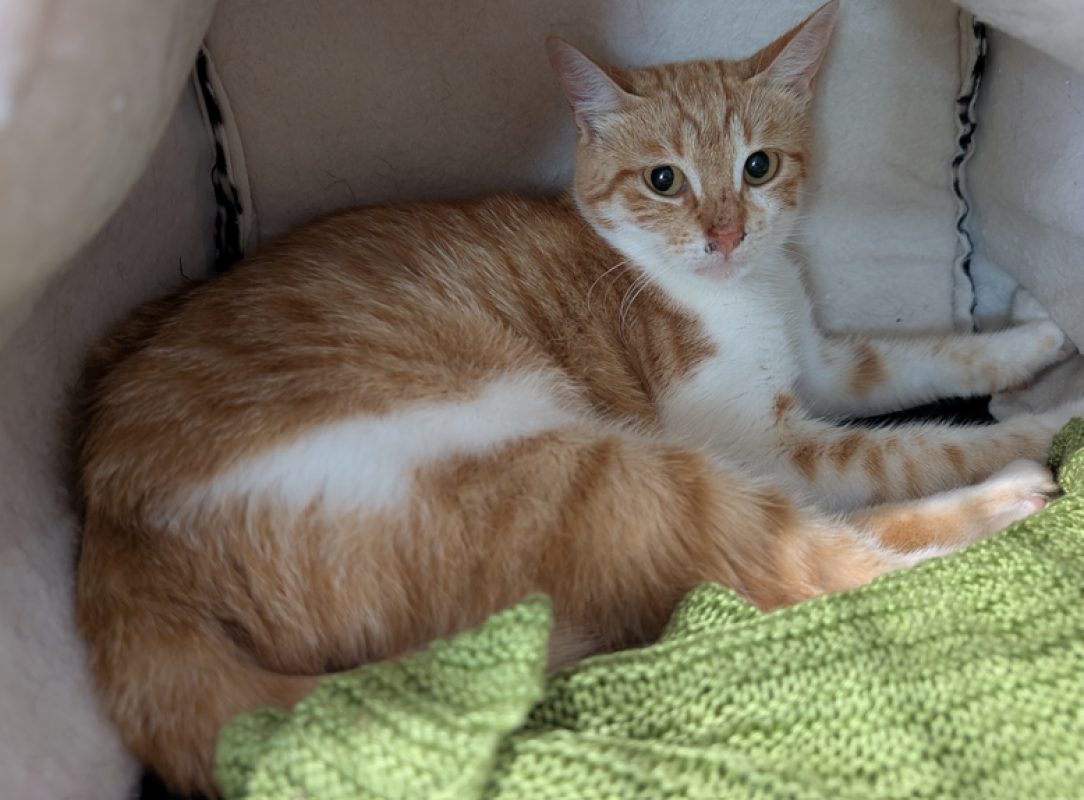 Atticus - Chat Européen à adopter - photo 2