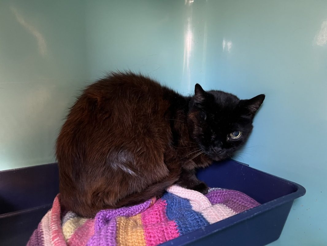 Pacha - Chat Européen à adopter