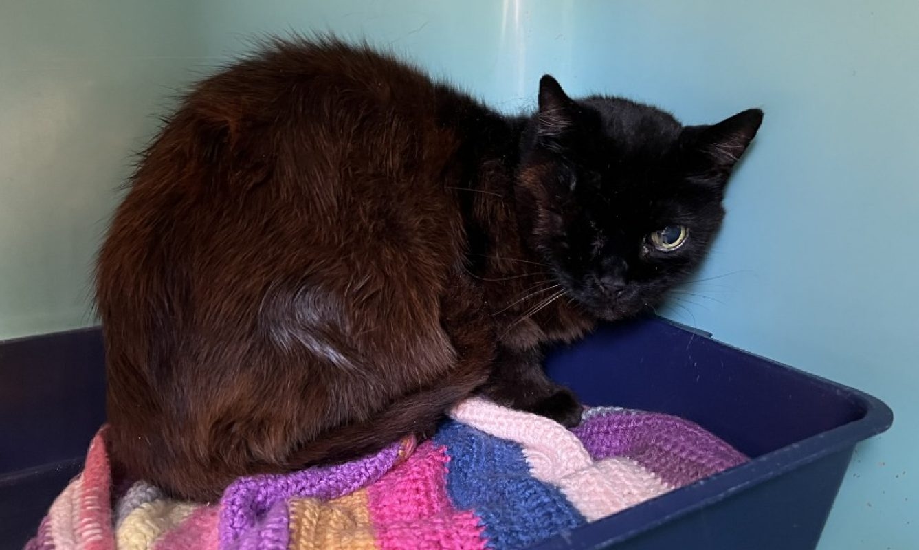 Pacha - Chat Européen à adopter