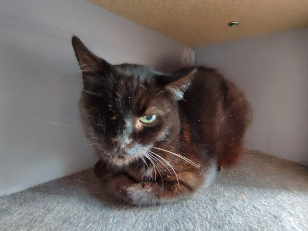 Pacha - Chat Européen à adopter - photo 2