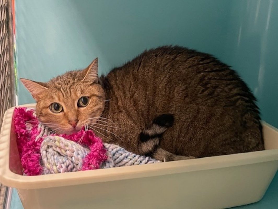 Paprika - Chat Européen à adopter