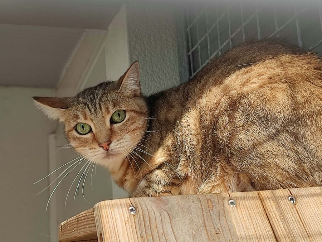 Paprika - Chat Européen à adopter