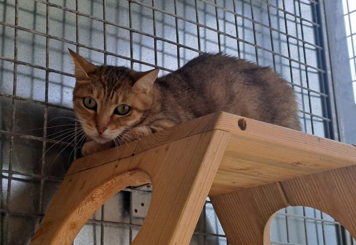 Paprika - Chat Européen à adopter - photo 2