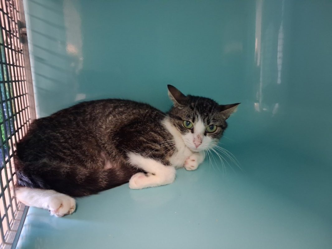 Spears - Chat Européen à adopter