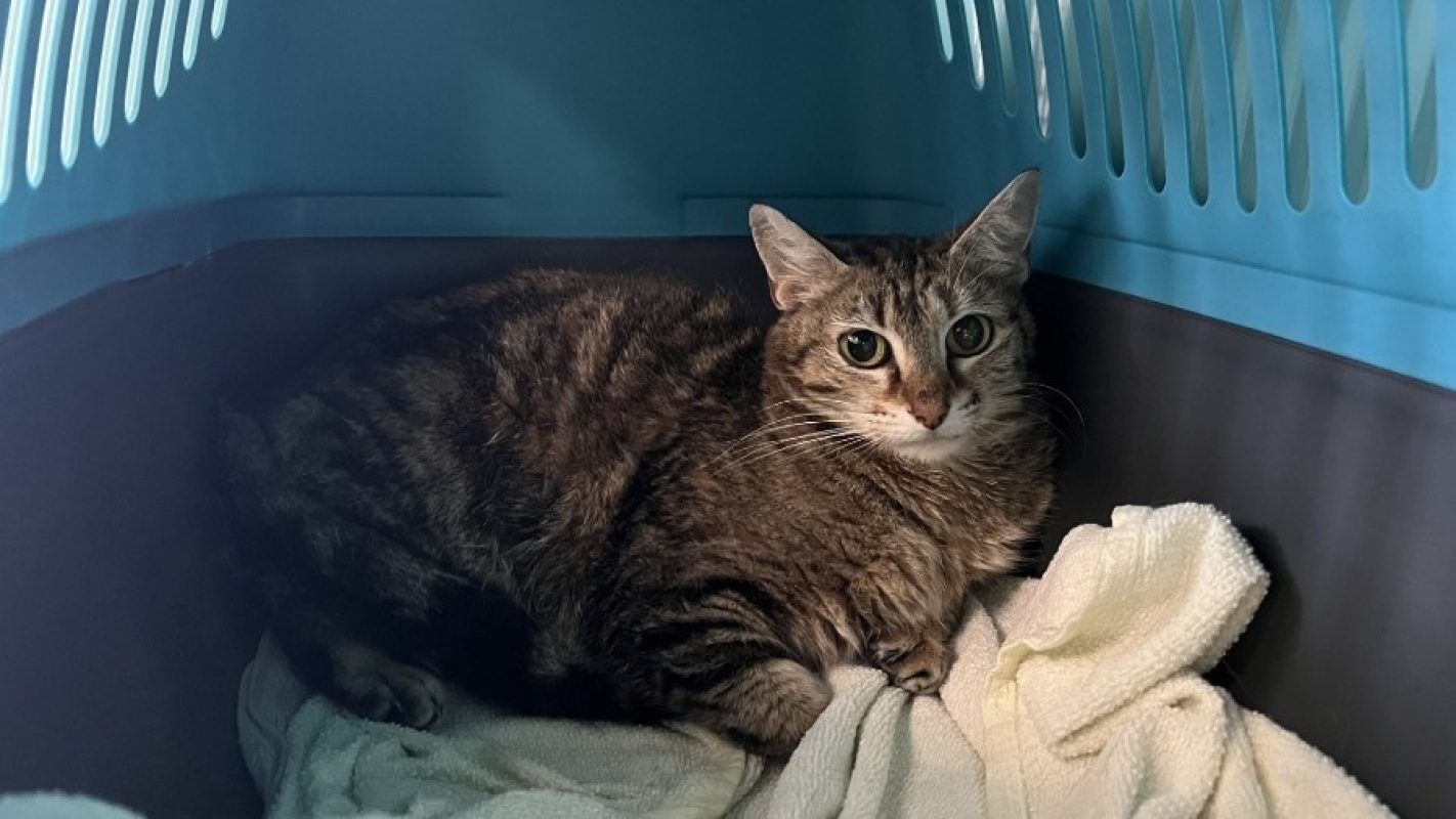 Alba - Chat Européen à adopter