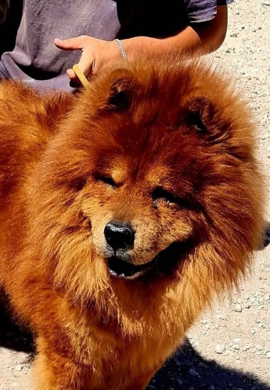 Dako - Chien Chow Chow à adopter - photo 3