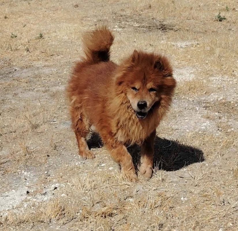 Dako - Chien Chow Chow à adopter - photo 4