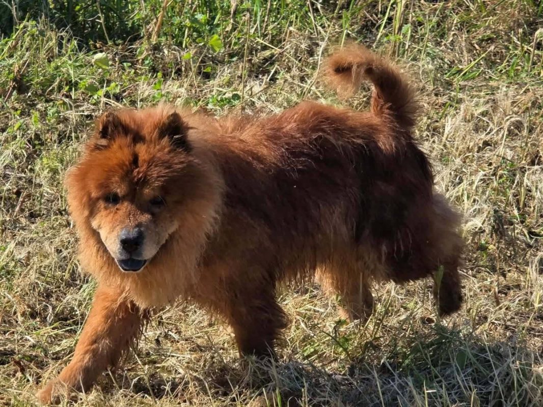 Dako - Chien Chow Chow à adopter - photo 5