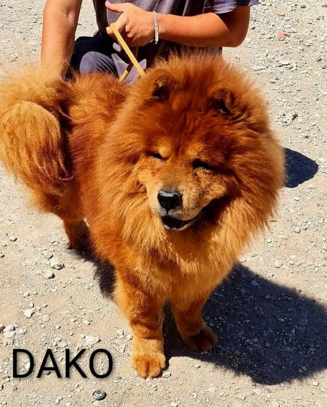 Dako - Chien Chow Chow à adopter - photo 2
