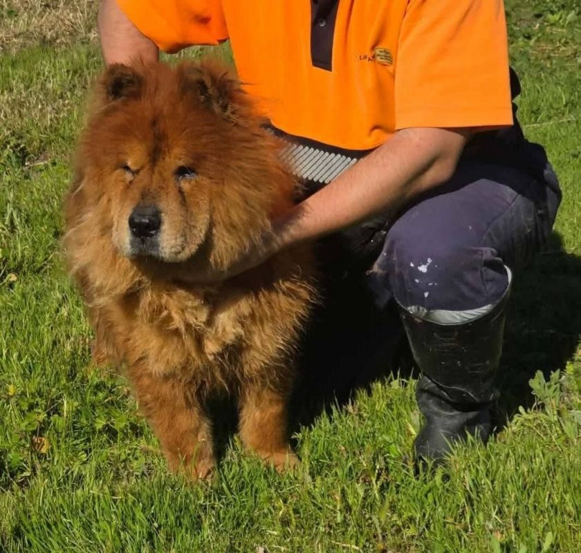 Dako - Chien Chow Chow à adopter