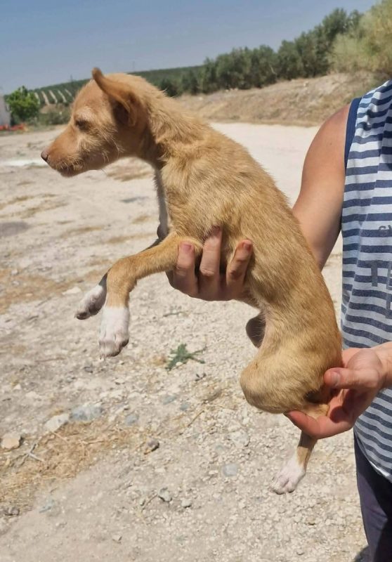 Blondie - Chien à adopter - photo 4