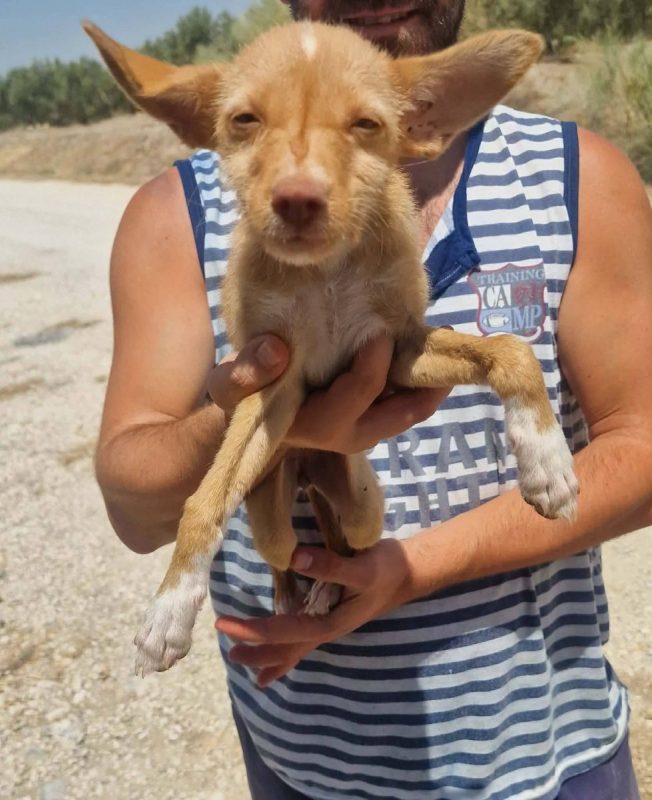 Blondie - Chien à adopter