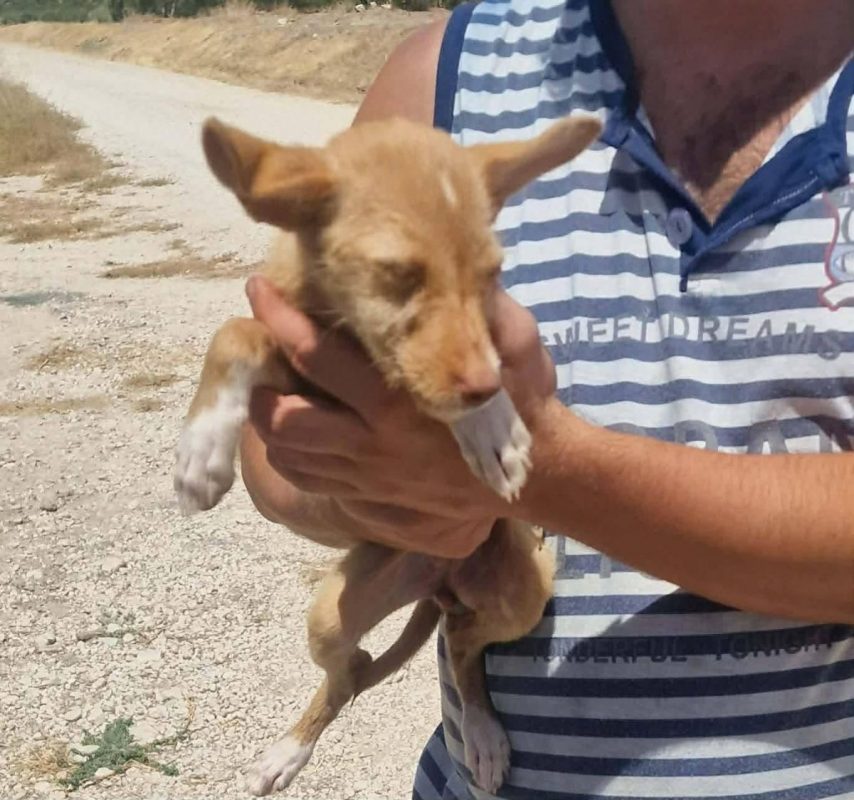 Blondie - Chien à adopter - photo 3
