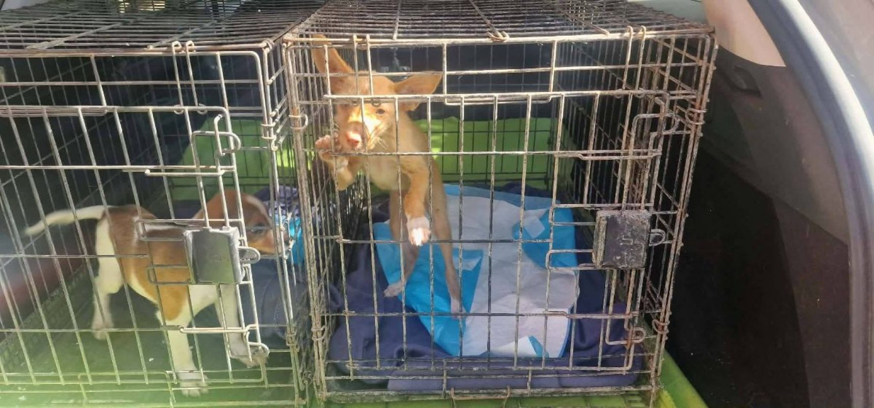 Blondie - Chien à adopter - photo 2