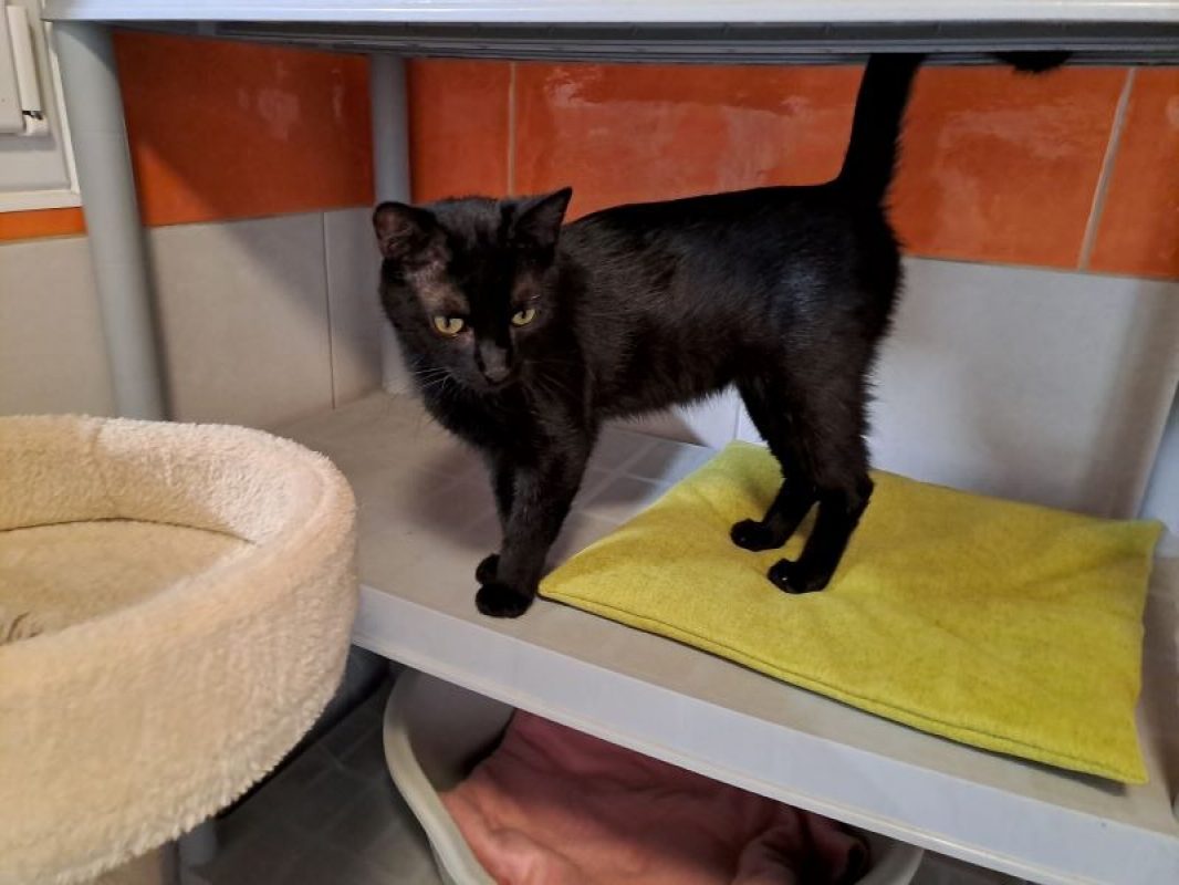 Binx - Chat Européen à adopter