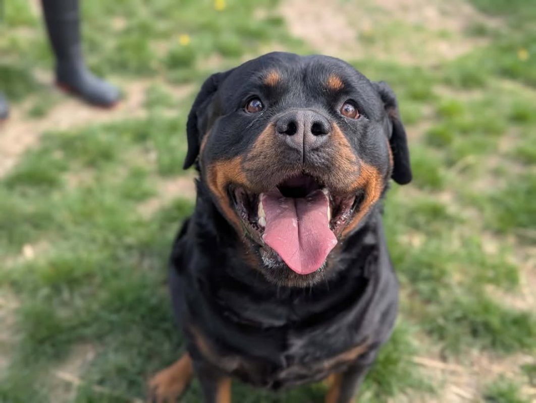 Sarcy - Chien Rottweiler à adopter