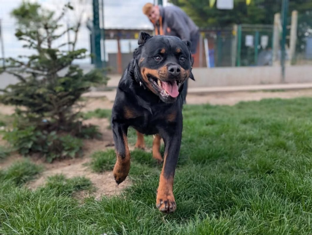 Sarcy - Chien Rottweiler à adopter - photo 2