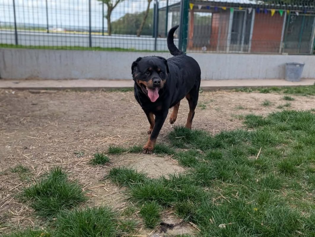 Sarcy - Chien Rottweiler à adopter - photo 3