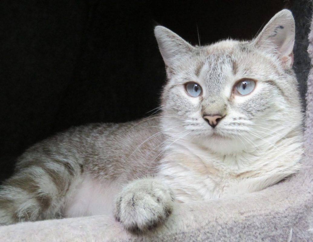 Bijou - Chat Européen à adopter