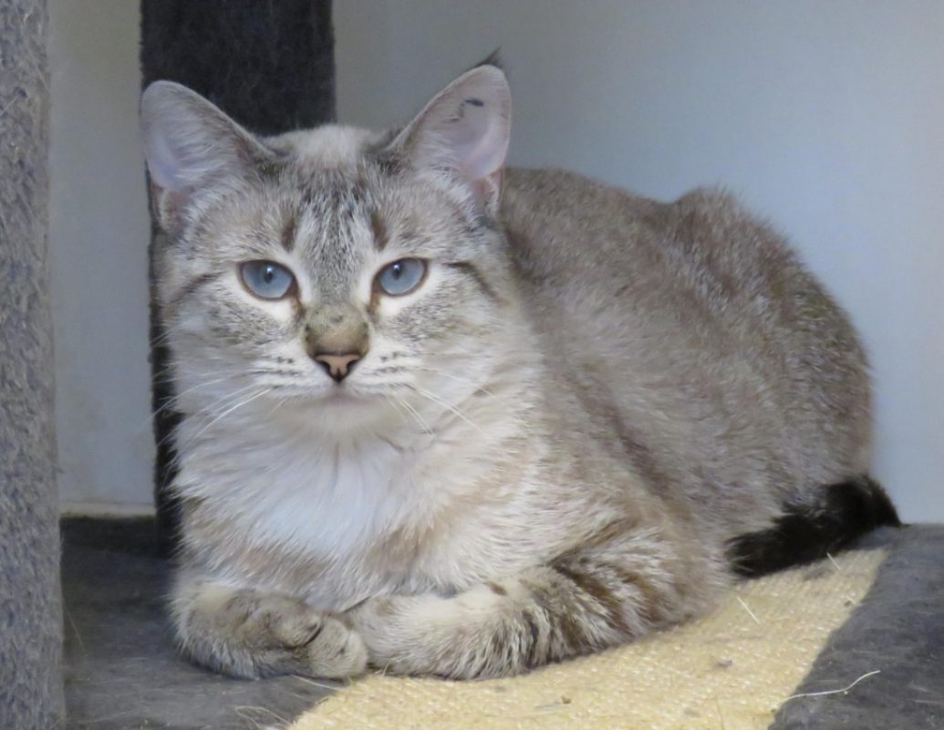 Bijou - Chat Européen à adopter - photo 2