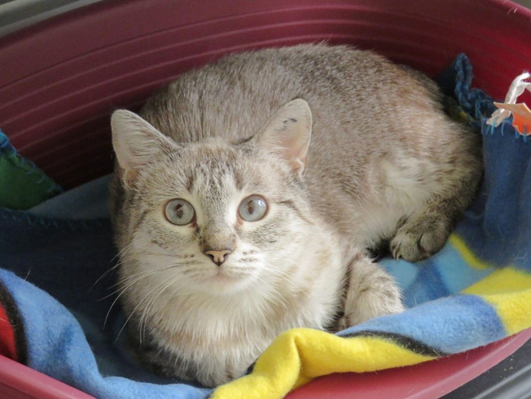 Bijou - Chat Européen à adopter - photo 3