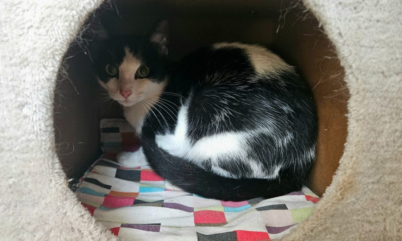 Iring - Chat à adopter