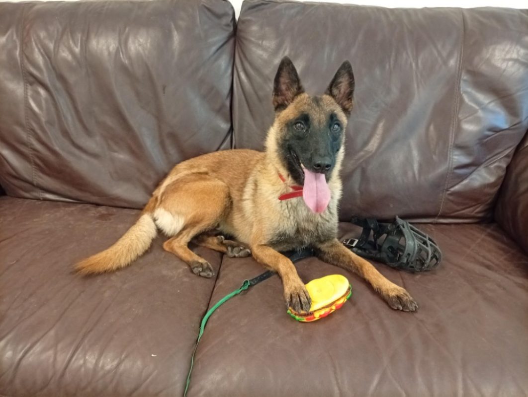 Tama - Chien Berger Belge Malinois à adopter