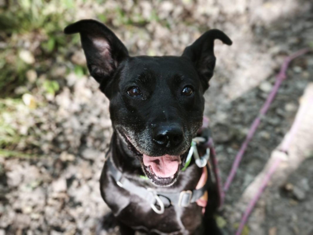 Olia - Chien à adopter