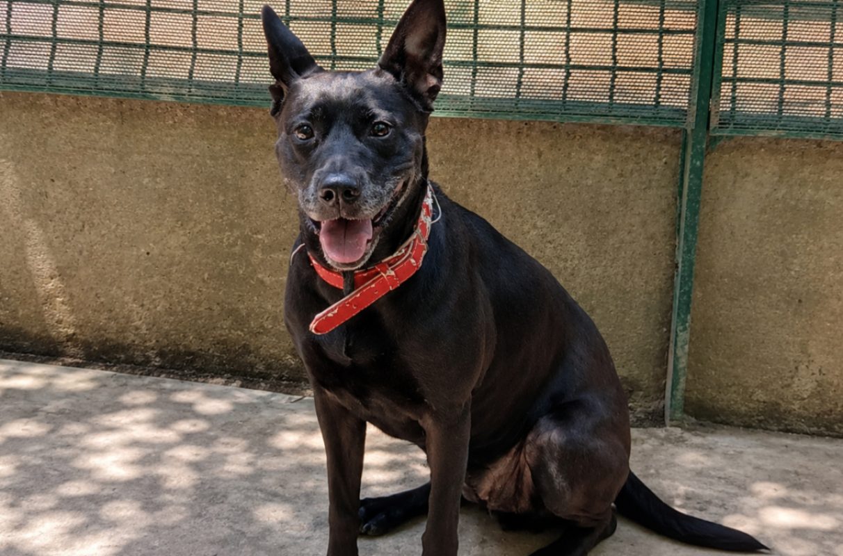 Olia - Chien à adopter - photo 3
