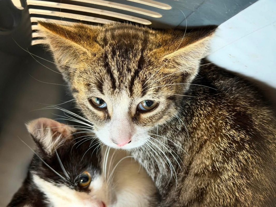 Pepito - Chat Européen à adopter