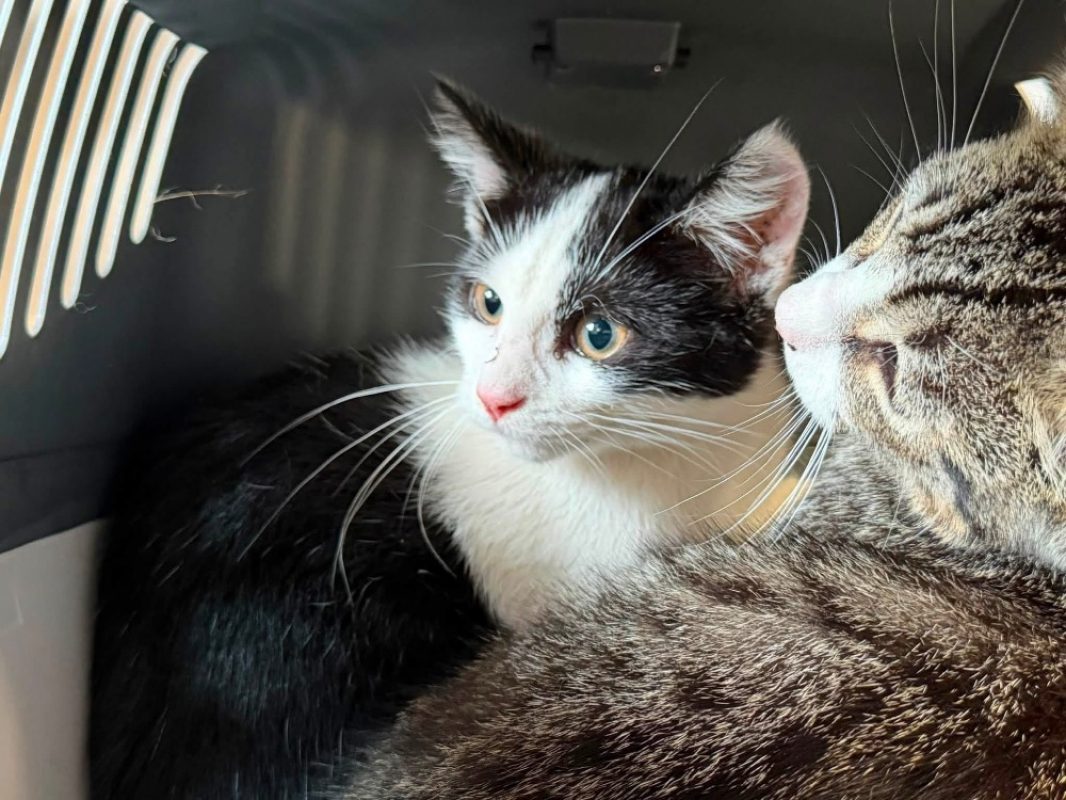 Oreo - Chat Européen à adopter