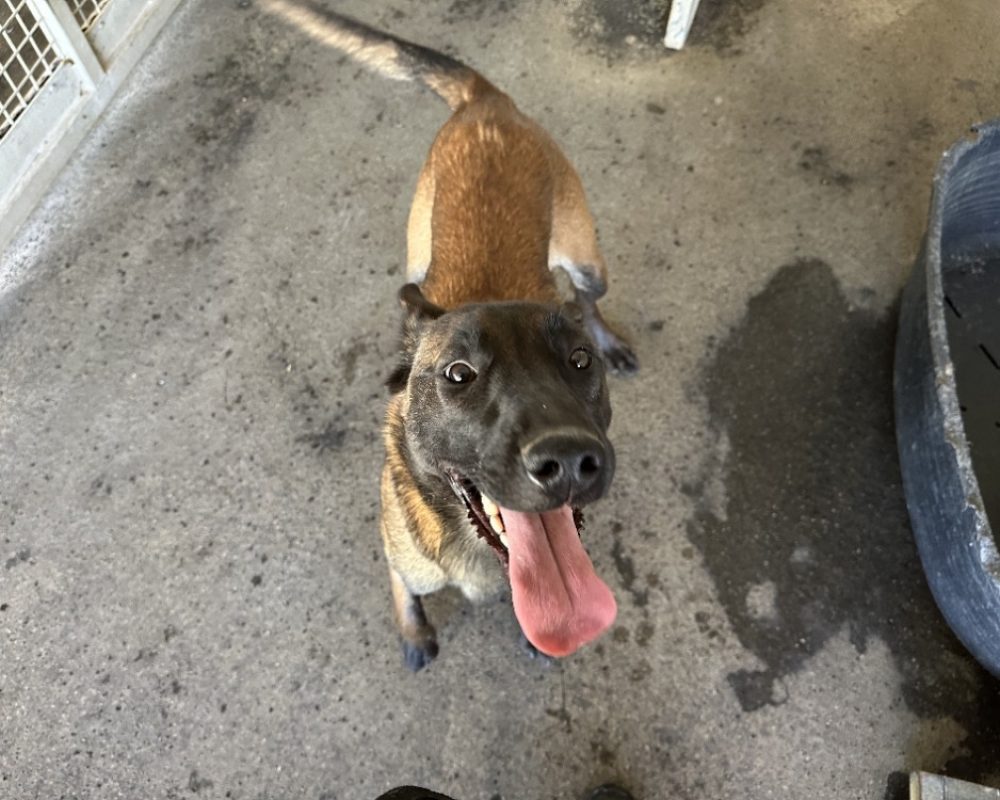 Bambou - Chien Berger Belge Malinois à adopter