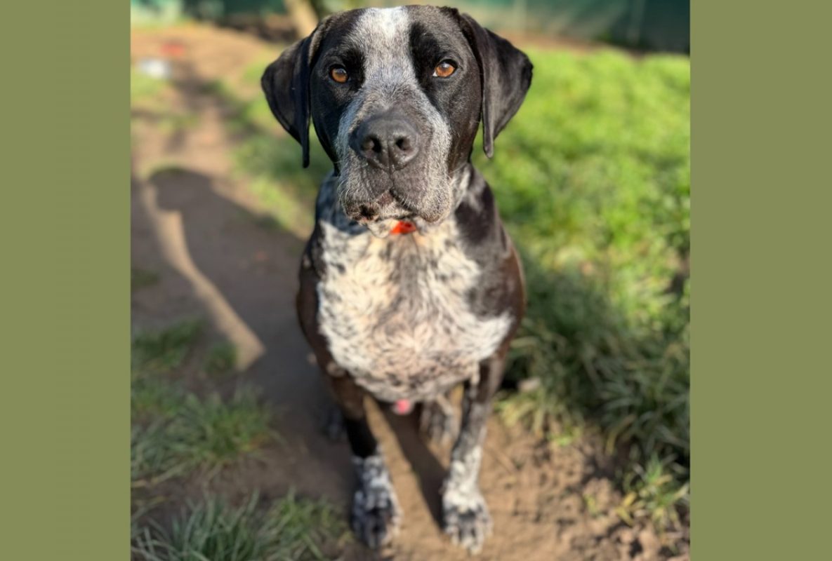 Aiko - Chien à adopter