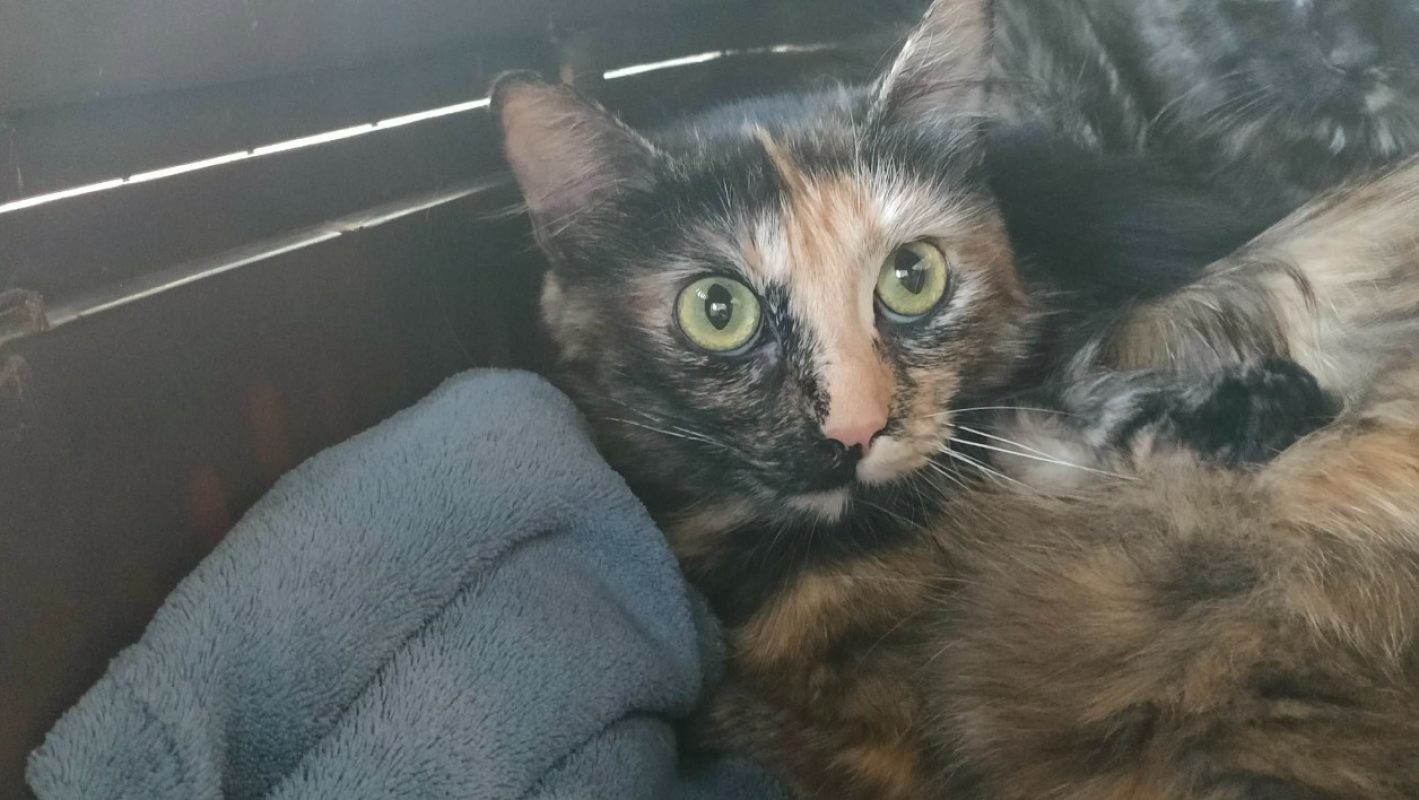 Royal deluxe - Chat Européen à adopter