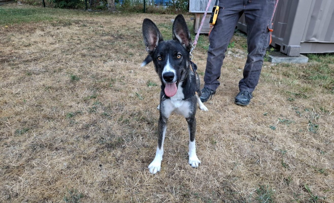 Basil - Chien Berger à adopter