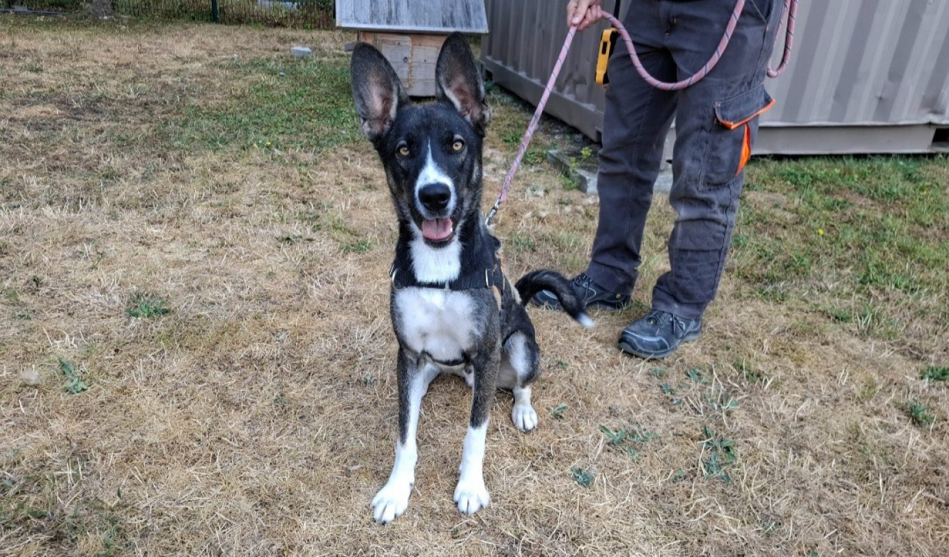 Basil - Chien Berger à adopter - photo 2