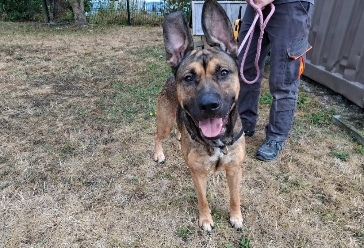 Billy - Chien Berger à adopter