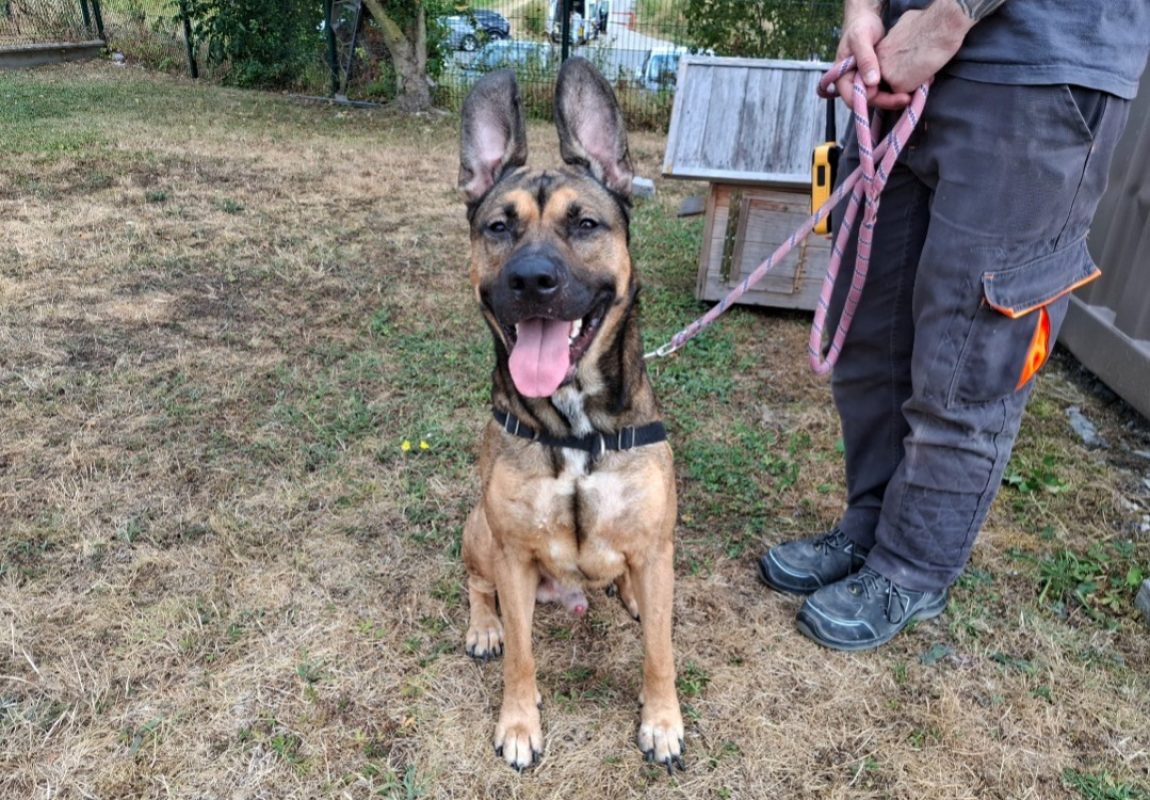 Billy - Chien Berger à adopter - photo 2