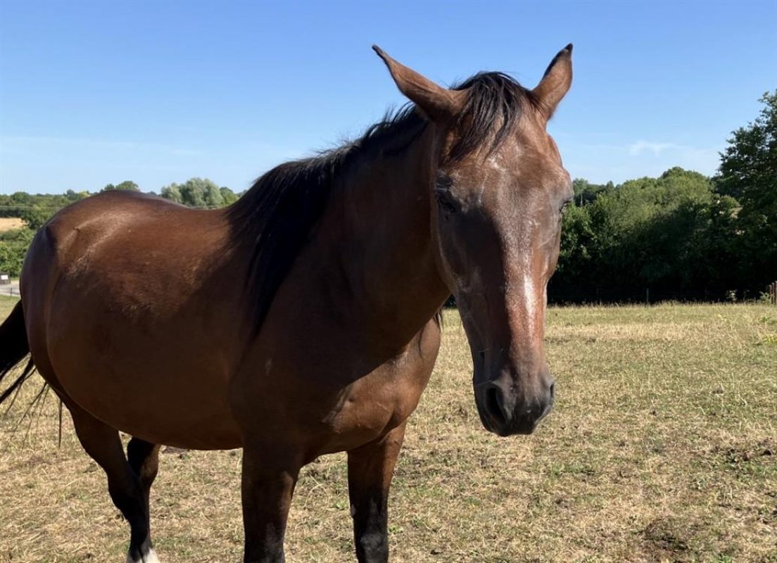 Rosario - Equidé Cheval à adopter