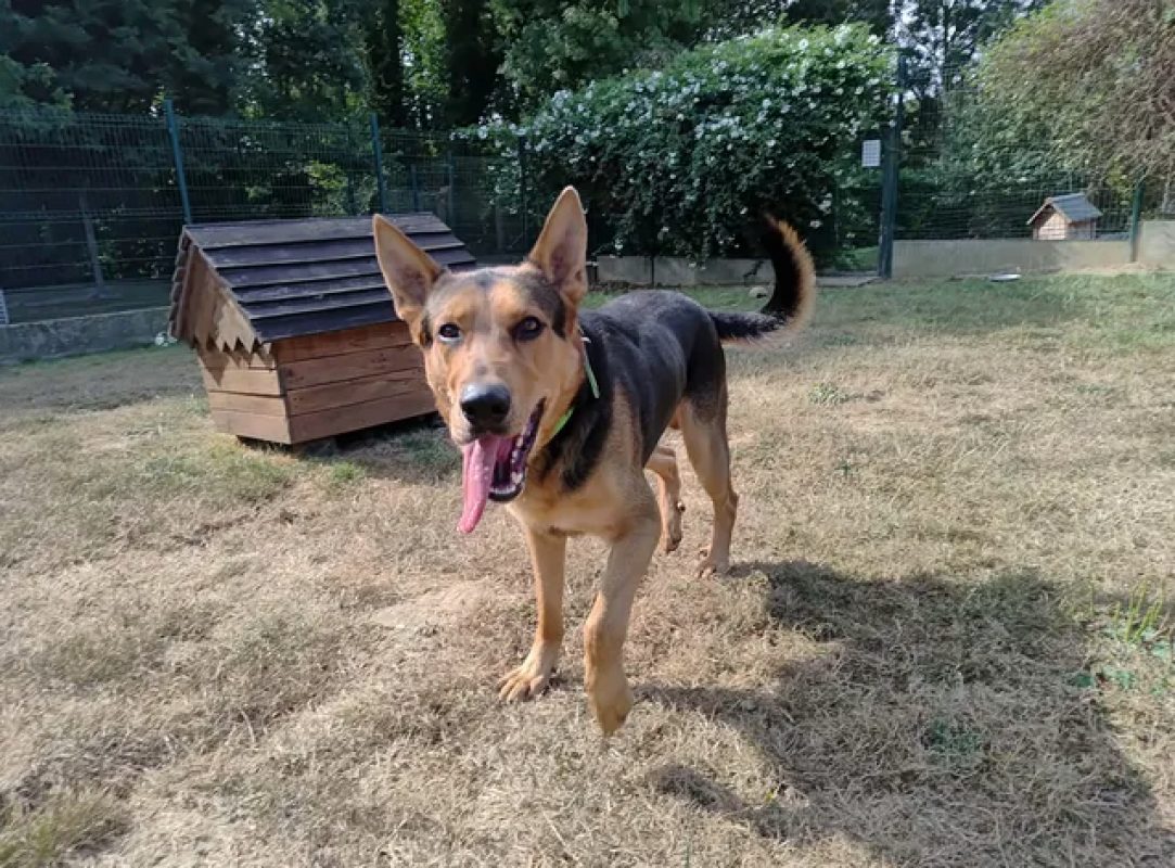 Vic - Chien Berger à adopter